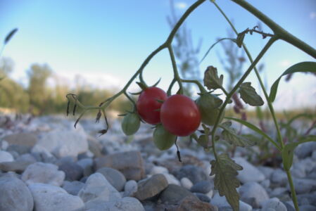 Tomates sur le T. Torre