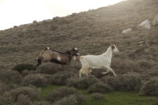 Milia Mountain Retreat, Crète, Grèce.
